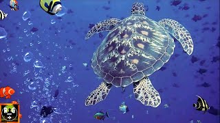 صوات تحت الماء مع الطبيعة للمحيطات والحيوانات تحت الماء | 8 ساعات في أعماق البحار الصوت