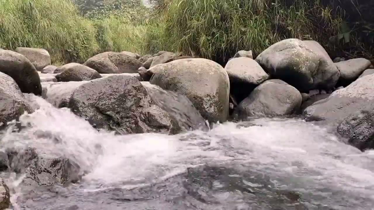 Tranquil Forest River Sleep Ambience