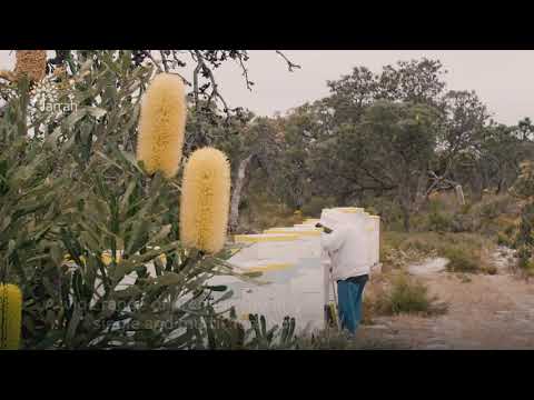 About - Jarrah
