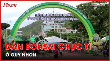 Ngắm dàn bonsai khủng trị giá hàng chục tỉ ở Quy Nhơn - PLO