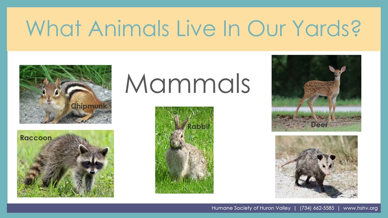 Michigan Backyard Animals