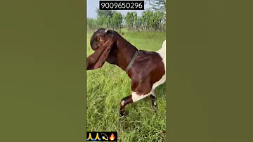 त त प र बकर Totapuri Bakri Nadeem Goat Form Rajasthan Bhilwada Aonefarming 