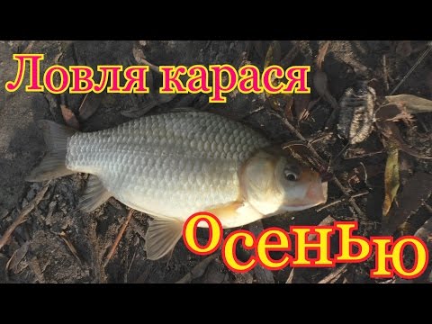 Рыбалка.Ловля карася осенью или проводы бабьего лета.My fishing. Рыбалка.Ловля карася осенью или проводы бабьего лета.My fishing.