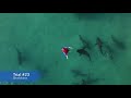 Sharkbanz Research Test Highlights - Bull Shark Deterrent