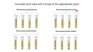 Lab 16 - Yeasts