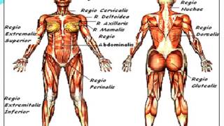 Anatomi - Fizyoloji - 2 Vücudun Bölümleri - Vücut Boşlukları