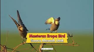 Masteran tembakan mewah. suara burung eropa #masteranburung #kicaumania