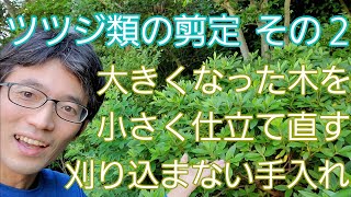 【ツツジ類の剪定②】刈り込まずに樹形を小さくリセットする方法🌱✨