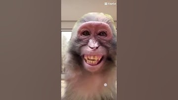 monkey 🐒 laughing 🐒1 #monkey #funny #laughing #shots