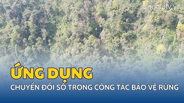 Ứng dụng chuyển đổi số trong công tác bảo vệ rừng | THLC