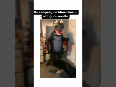 Köpeğin Aklını Aldı
