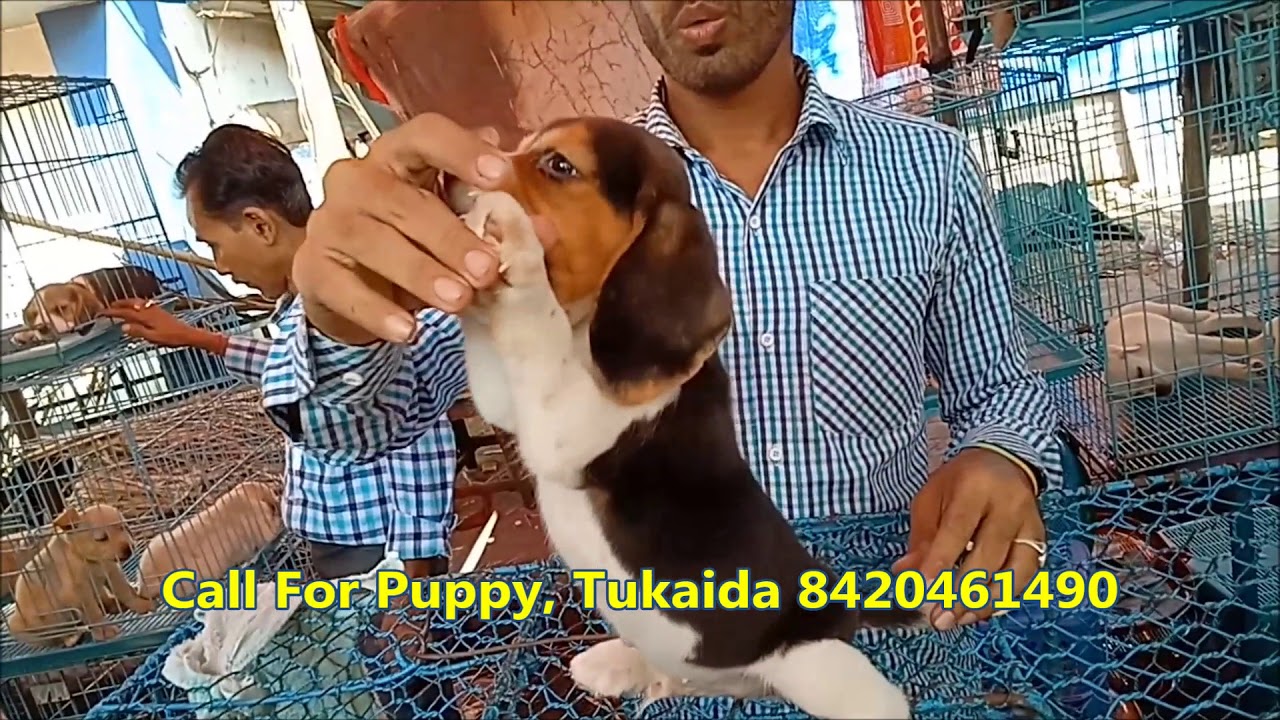 Playful Beagle Puppy For At Galiff Street Kolkata You Playful Beagle Puppy For At Galiff