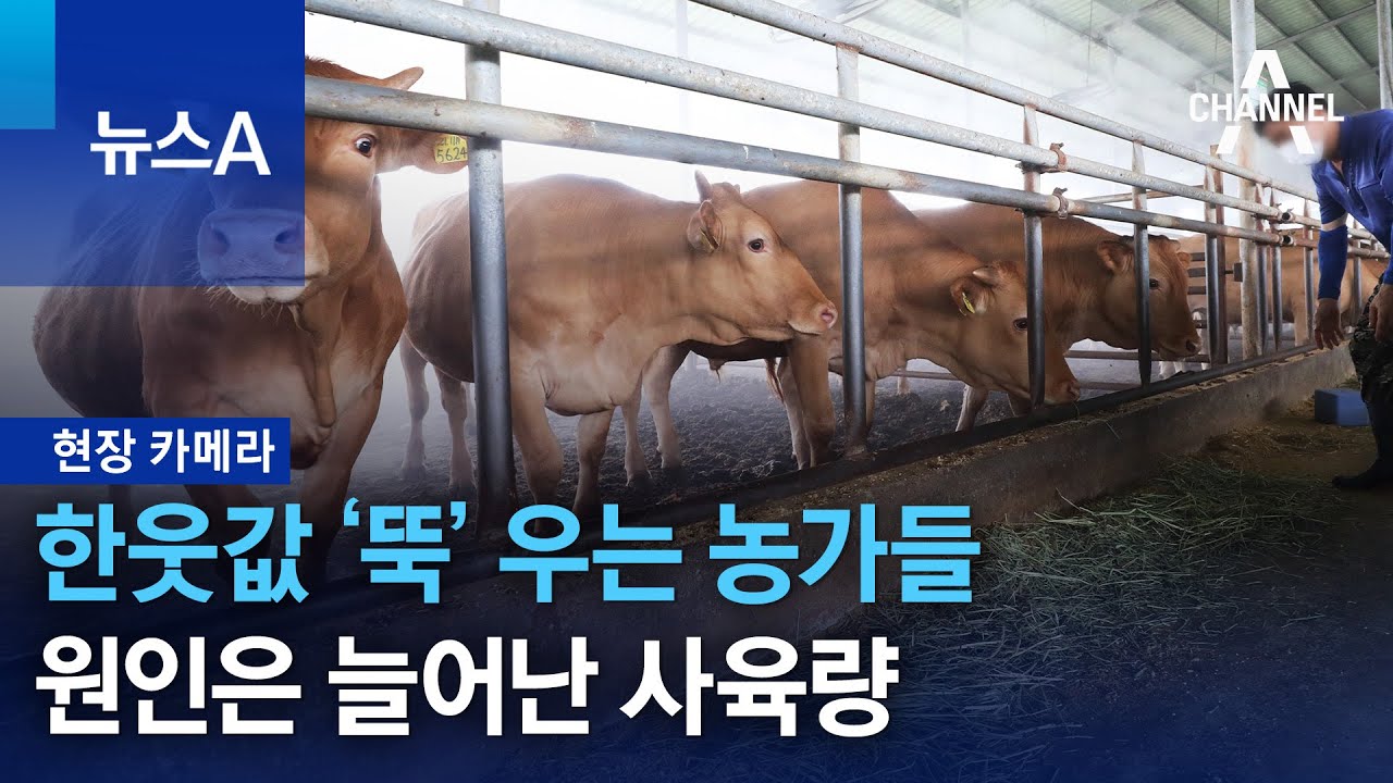 [현장 카메라]한웃값 ‘뚝’ 우는 농가들…원인은 늘어난 사육량 | 뉴스A