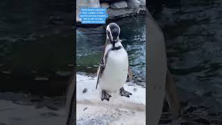 | 🐧