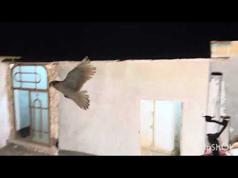 پرش سوزان نماینده عشق بازان اهواز در مشهد و صداهای عجیب سعید هنگام تعقیب سوزان فرار از پایگاه35ها