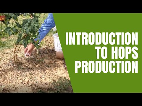 Video: Gnojenje rastlin hmelja – informacije o zahtevah za gnojenje za hmelj