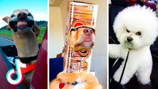 Funny Dogs Compilation 2021 #1 | Tik ToK Dogs Funny Videos | Dogs are the Best