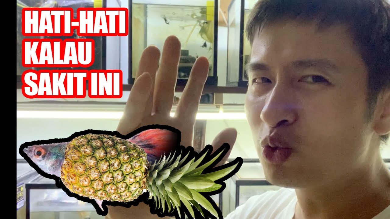 Sisik nanas, sulit terdeteksi dan mematikan..???