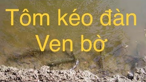 Nguyên nhân Tôm kéo đàn ven bờ gần mặt nước và giải pháp khắc phục