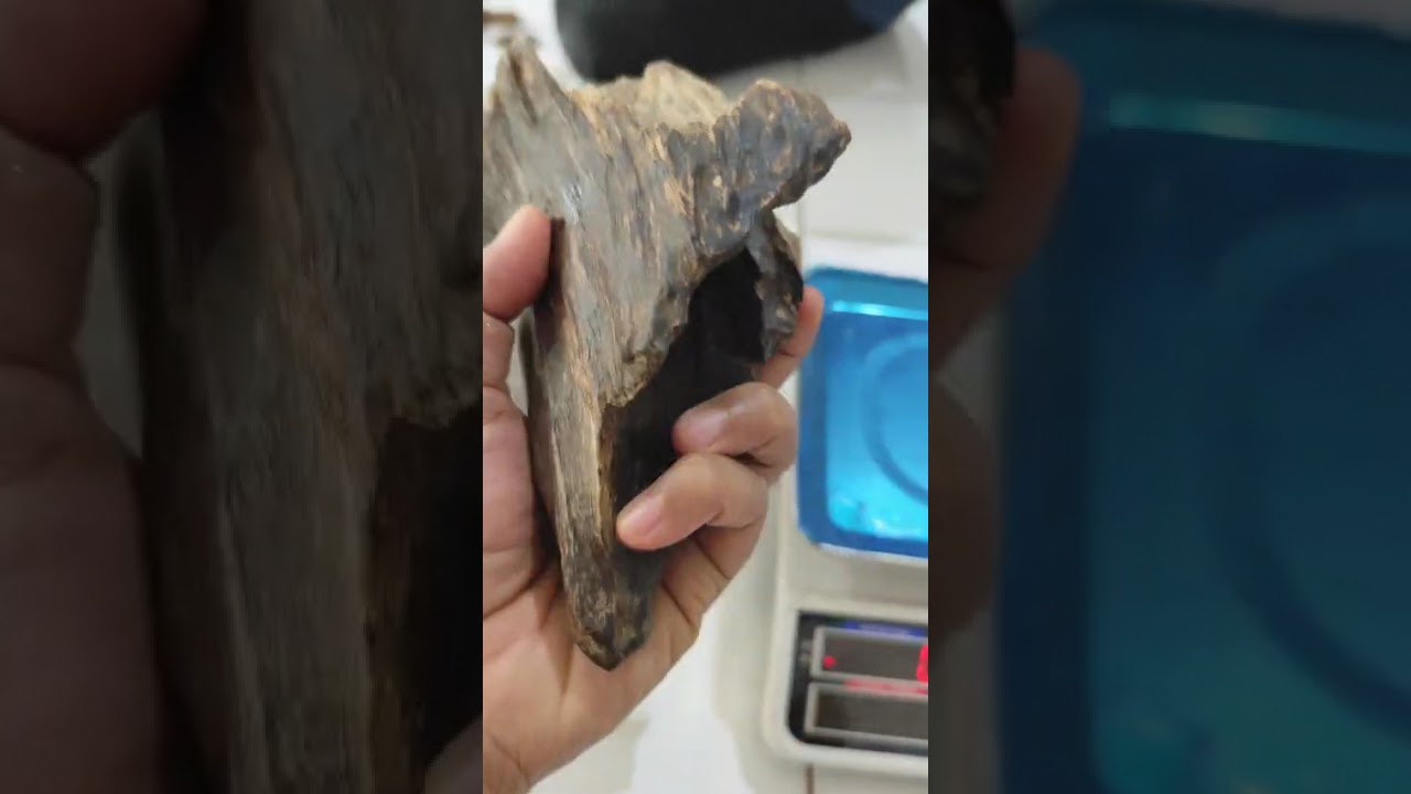 印尼沉香indonesia agarwood - YouTube