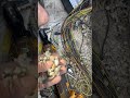 Chevrolet cruise#samrala  wearing problem, #mechanic starting problem