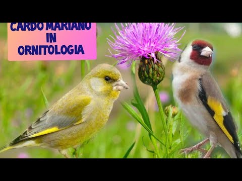 Video: Semina Cardo (pianta) - Proprietà Utili E Uso Del Cardo Selvatico. Cardo Selvatico Di Campo, Giardino, Rosa, Giallo