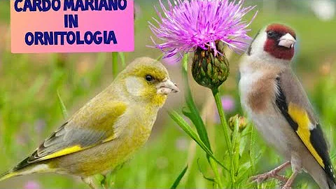 Quando fiorisce il cardo selvatico?