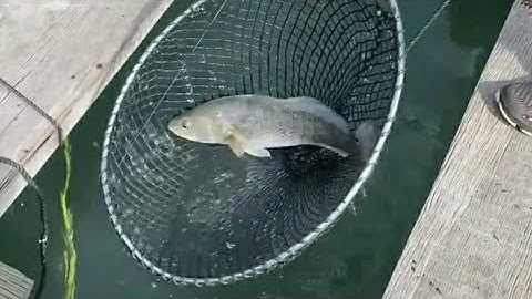 Pha lên cá vược rất bình tĩnh - câu cá cẩm phả - vân đồn - hạ long