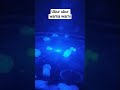 ubur ubur warna warni #jellyfish #uburubur #sea #dailyshorts
