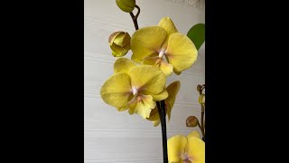 видео: ФЛОРА ГРУПП НОВЫЙ ЗАВОЗ ЦВЕТОВ И НОВИНКИ картинка: ФЛОРА ГРУПП НОВЫЙ ЗАВОЗ ЦВЕТОВ И НОВИНКИ