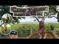 CAMP JOEHEY Forest By The SEA TUYOM CARCAR CITY CEBU CAMP JOEHEY Forest By The SEA TUYOM CARCAR CITY CEBU