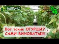 ТОМАТЫ и ОГУРЦЫ ЧАХЛЫЕ? ТАКИЕ и БУДУТ, если не узнаете, ОТКУДА ЗАРАЗА! Будьте осторожны с БЛОГЕРАМИ!