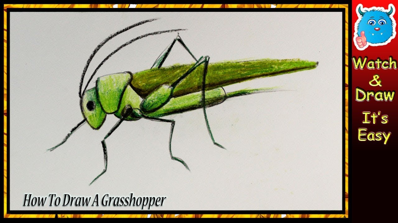 Grasshopper Drawing - Create an Intricate Grasshopper Sketch