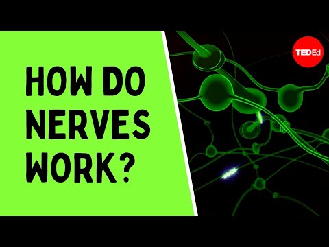 Thumbnail for the embedded element "How do nerves work? - Elliot Krane"