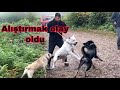 KÖPEKLERLE GEZİNTİYE ÇIKTIK OLAY OLDU !!!