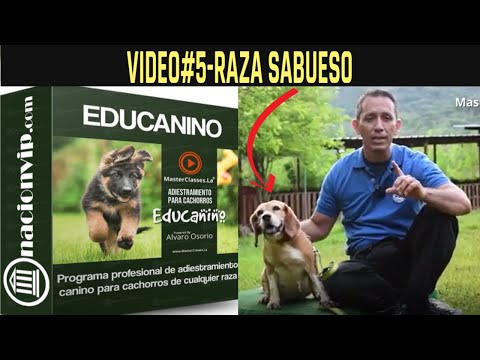 Video: Los Cinco Hechos Más Fascinantes Sobre El Sabueso