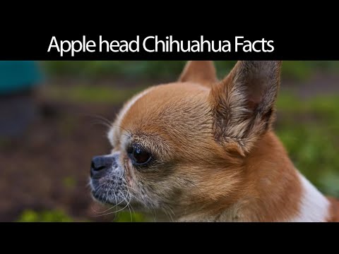 วีดีโอ: คำแนะนำเกี่ยวกับชิวาวาหัวของ Apple