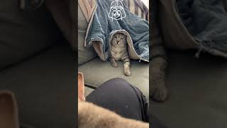 The cats re-enact a Star Wars duel by MyEgyptianMau 118 views 3 years ago 1 minute, 44 seconds