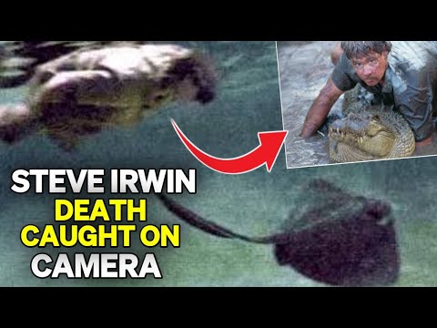 Video: Steve Irwin: talambuhay, larawan, sanhi ng kamatayan