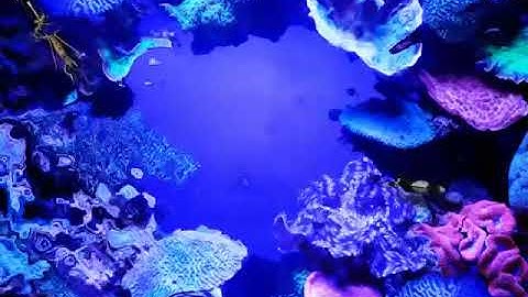 Underwater Interactive Video Floor Projection