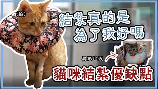 關於貓貓結紮你必須知道的事。都市生活與寵物飼養的妥協從欸姆結紮看結紮優缺點生活不就是這樣 This is Life