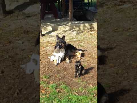 Videó: A Fülfertőzés Kezelése Kutyában - A Fülfertőzés Kezelése Cat