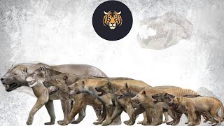 Bear-dogs Species Comparison Size [köpek-ayı boyut karşılaştırması] 