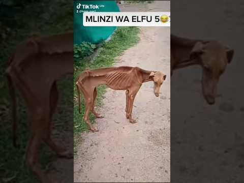 Mbwa Mtu Mlinzi Bora Kwa Elfu 5 Tu Unaletewa