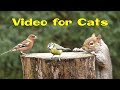 Videos for Cats and Dogs : 8 Hours of Birds and Squirrel Fun ✅