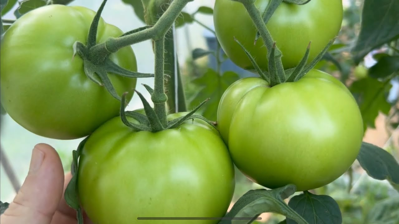 Hydroponic greenhouse tomato variety: tips from a pro!