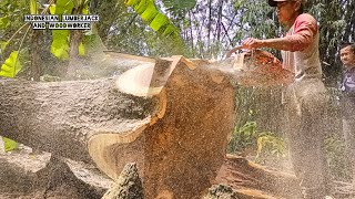 Cut down a large tamarind tree in the middle of a mahogany garden, Indonesian style.