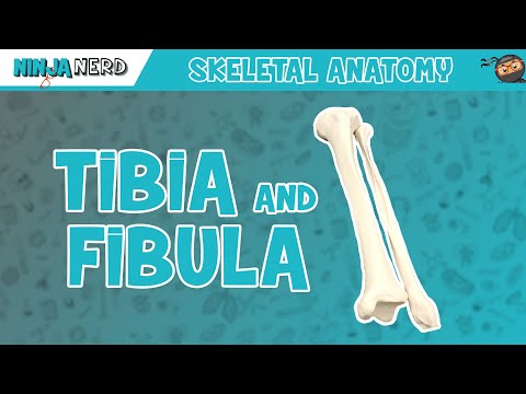 Video: Unterschied Zwischen Tibia Und Fibula