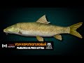 Русская Рыбалка 4 — Усач короткоголовый на реке Ахтуба