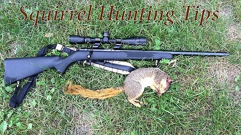 Best Squirrel Hunting Tips You Should Know